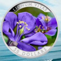 Lignum Vitae Lignum Vitae