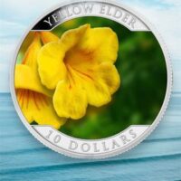 Yellow elder Yellow elder